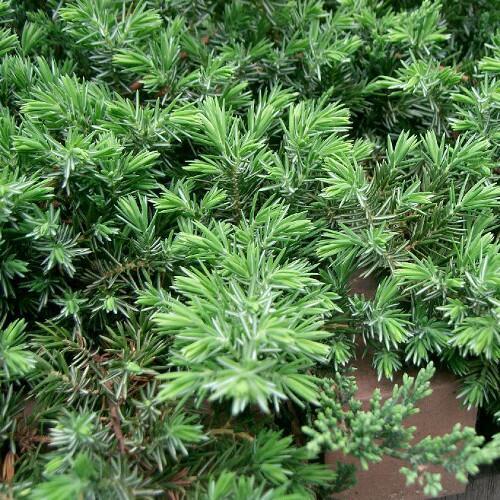 Купить оптом в Ботанике Можжевельник прибрежный Блю Пасифик P9