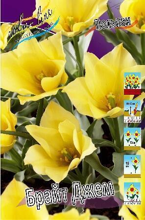 Купить оптом в Ботанике Тюльпан Брайт Джем 10 шт