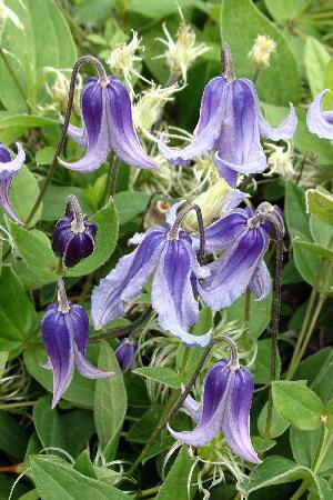 Купить оптом в Ботанике Клематис Интегрифолия 2 шт