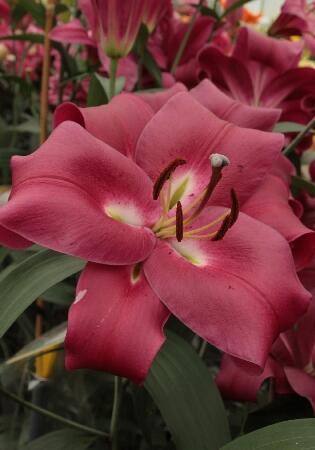 Купить оптом в Ботанике Лилия Ред Херт 5 шт