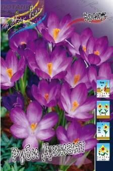 Купить оптом в Ботанике Крокус Руби Джиант 15 шт