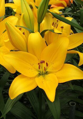 Купить оптом в Ботанике Лилия Сципионе 10 шт