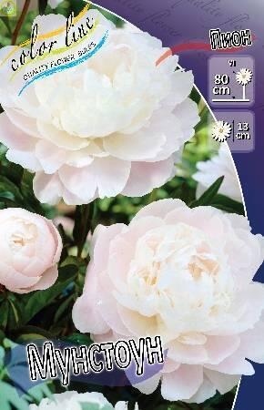 Купить оптом в Ботанике Пион Мунстоун 25 шт