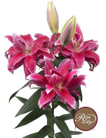 Купить оптом в Ботанике Лилия Донна 5 шт