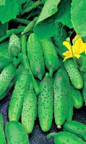 Купить оптом в Ботанике семена Огурец Алтай УД бренд Уральский дачник