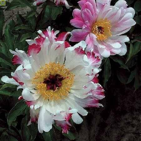 Купить оптом в Ботанике Пион Пинк Луау 5шт