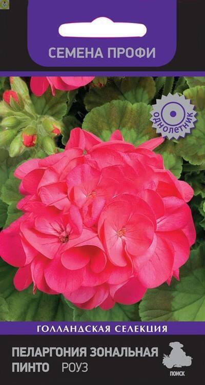 Купить оптом в Ботанике семена Пеларгония зональная Пинто Роуз Поиск бренд Поиск