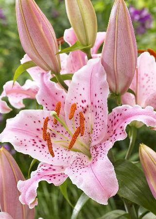 Купить оптом в Ботанике Лилия Керли Сью 7 шт