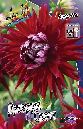 Купить оптом в Ботанике Георгина Джерри Скотт 1 шт кактусовые