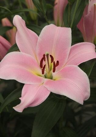 Купить оптом в Ботанике Лилия Рочелли 7 шт