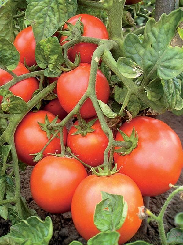 Купить оптом в Ботанике семена Томат Астраханские СС бренд Сиб.сад