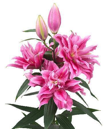 Купить оптом в Ботанике Лилия Тоска 5 шт