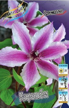 Купить оптом в Ботанике Клематис Карнаби 2 шт