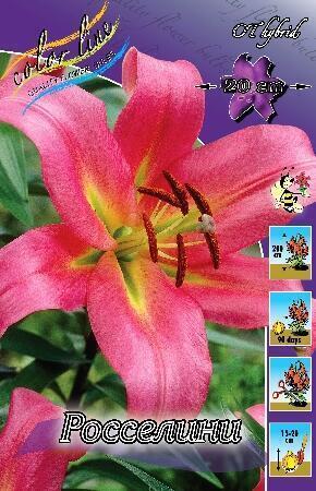 Купить оптом в Ботанике Лилия Росселини 7 шт