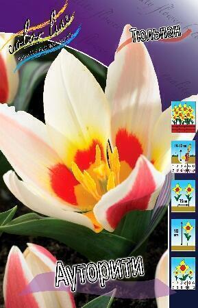 Купить оптом в Ботанике Тюльпан Ауторити 10 шт