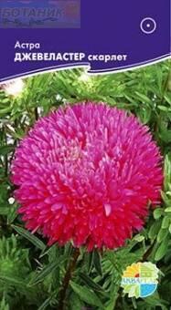 Купить оптом в Ботанике семена Астра Джевеластер Скарлет Акв бренд Акварель