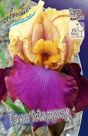 Купить оптом в Ботанике Ирис Гала Мадрид 1 шт
