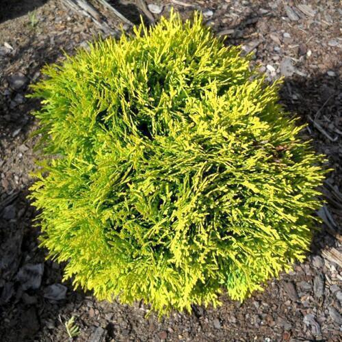 Купить оптом в Ботанике Туя западная Мириам P9