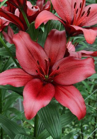 Купить оптом в Ботанике Лилия Патерно 10 шт