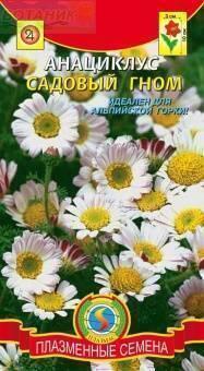 Купить оптом в Ботанике семена Анациклус Садовый гном Плз бренд Плазмас