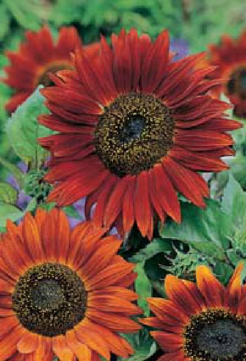 Купить оптом в Ботанике семена Подсолнух декоративный Красное солнце Акв бренд Акварель