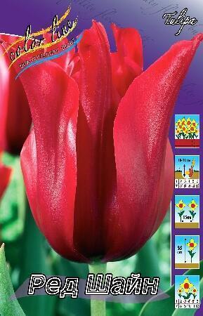 Купить оптом в Ботанике Тюльпан Ред Шайн 10 шт