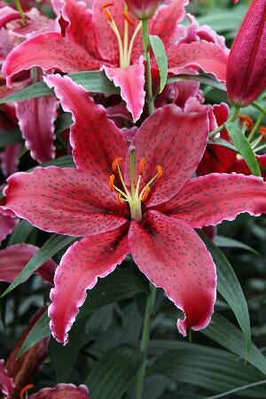 Купить оптом в Ботанике Лилия Блэк Белт 7 шт