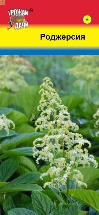 Купить оптом в Ботанике семена Роджерсия УУ бренд Урожай Удачи