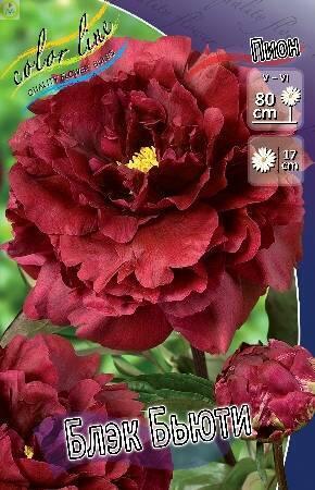 Купить оптом в Ботанике Пион Блэк Бьюти 1 шт