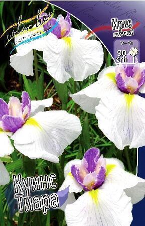 Купить оптом в Ботанике Ирис Куинс Тиара 1 шт