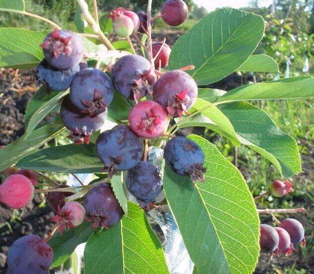 Купить оптом в Ботанике Ирга канадская Слёт C1.5