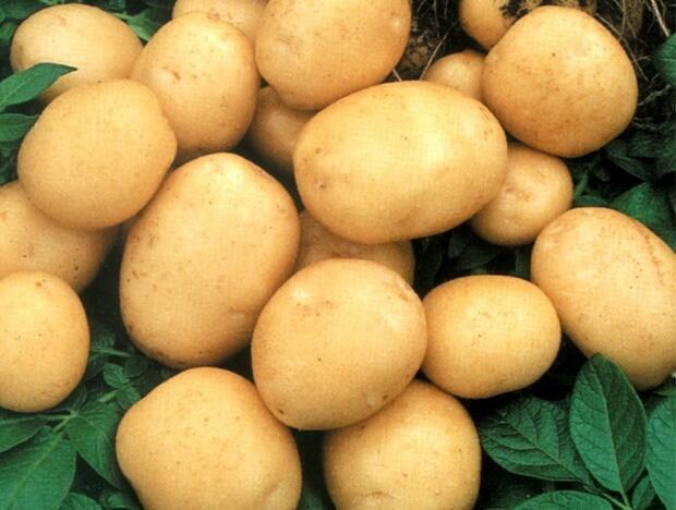 Купить оптом в Ботанике Картофель семенной Беттина РС1 1кг (мешки 25-30кг)+/-2%