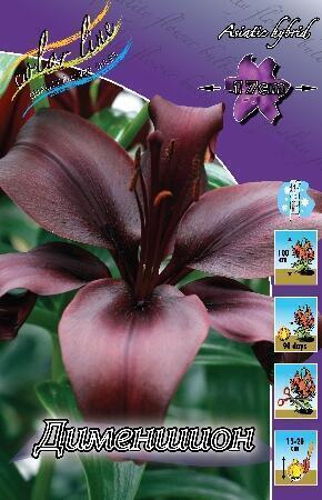 Купить оптом в Ботанике Лилия Дименшион 7 шт