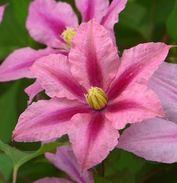 Купить оптом в Ботанике Клематис Розамунда P9