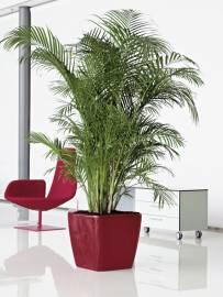 Как вырастить пальму дома