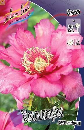 Купить оптом в Ботанике Пион Хиллари 10 шт