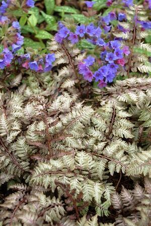 Купить оптом в Ботанике Кочедыжник Пьютер Лейс 1  шт