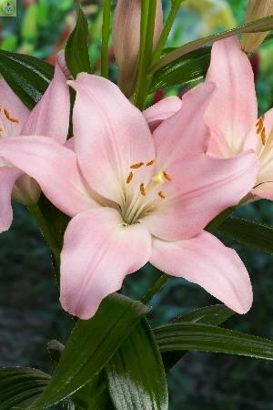 Купить оптом в Ботанике Лилия Лексингтон 10 шт 