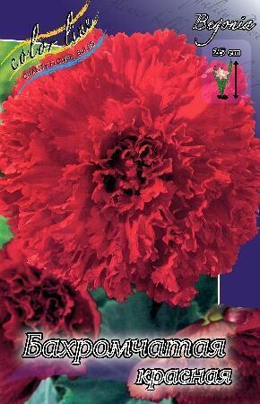 Купить оптом в Ботанике Бегония Бахромчатая красная 5/6 50 шт