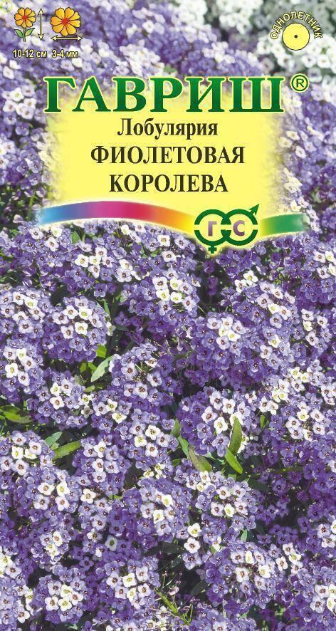 Купить оптом в Ботанике семена Лобулярия Фиолетовая королева * Гав бренд Гавриш