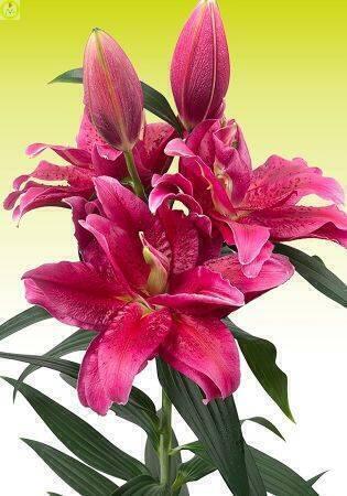 Купить оптом в Ботанике Лилия Далиан 7 шт 