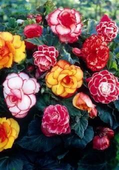 Купить оптом в Ботанике Бегония Биколор смесь 5 шт