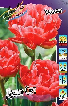 Купить оптом в Ботанике Тюльпан Али Баба 11/12 100 шт 