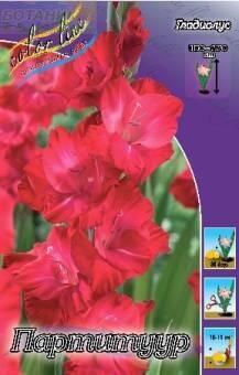 Купить оптом в Ботанике Гладиолус Партитуур 10 шт