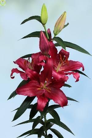 Купить оптом в Ботанике Лилия Будапешт 5 шт 