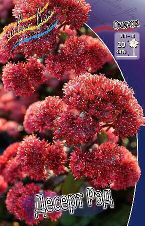 Купить оптом в Ботанике Очиток Десерт Рэд 1 шт