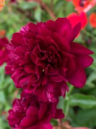 Купить оптом в Ботанике Пион Чиппева 1 шт 