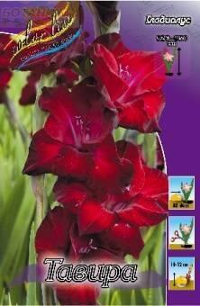 Купить оптом в Ботанике Гладиолус Титаник 10 шт