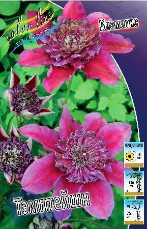 Купить оптом в Ботанике Клематис Тэмптейшион (махровый) 1 шт