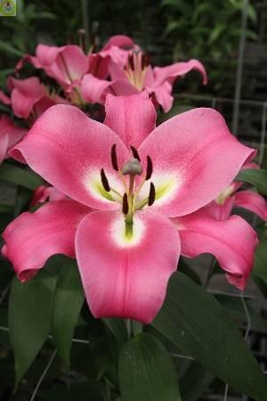 Купить оптом в Ботанике Лилия Пиннакл 7 шт